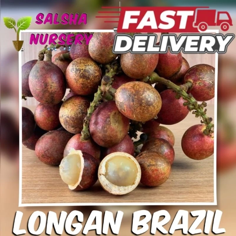 Longan Brazil