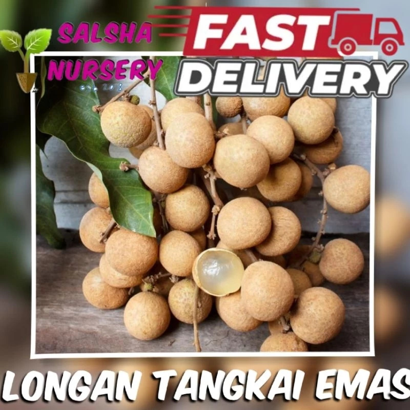 Longan Tangkai Emas