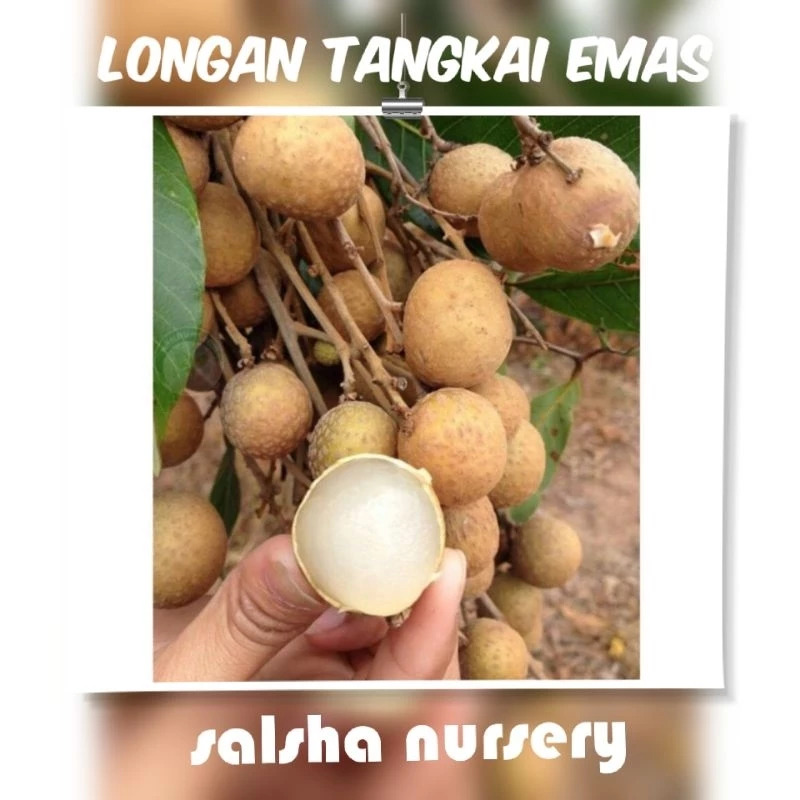 Longan Tangkai Emas
