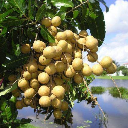 Longan Tangkai Emas