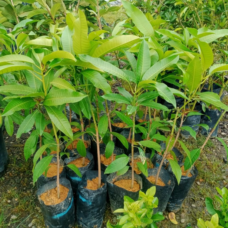 Mangga Kuini