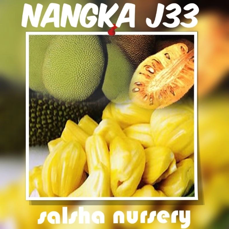 Nangka Madu J33
