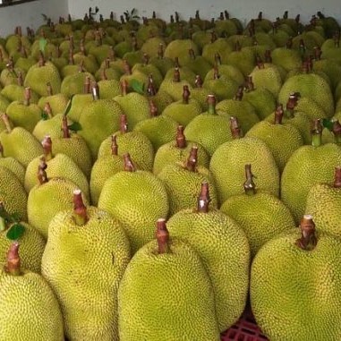 Nangka Madu J33