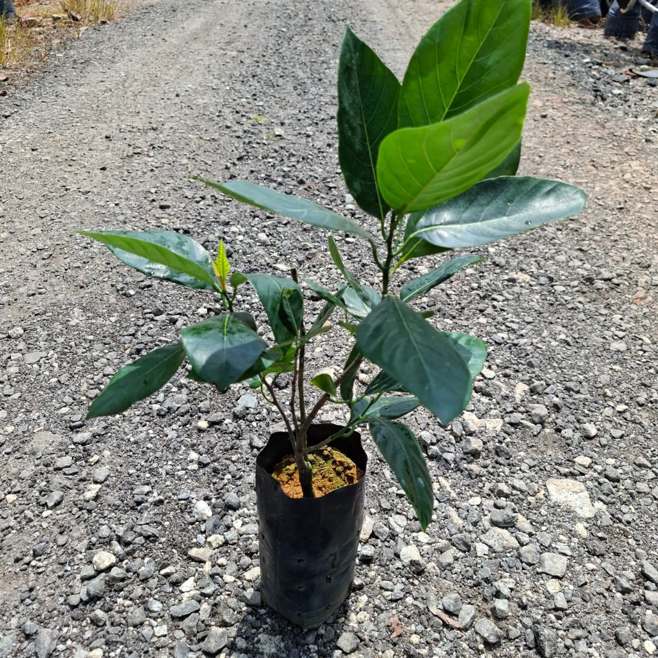 Nangka Madu J33