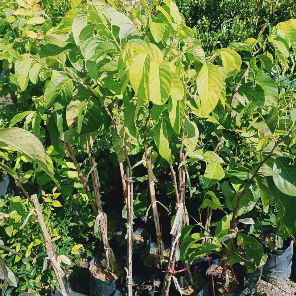 Nona Sri Kaya