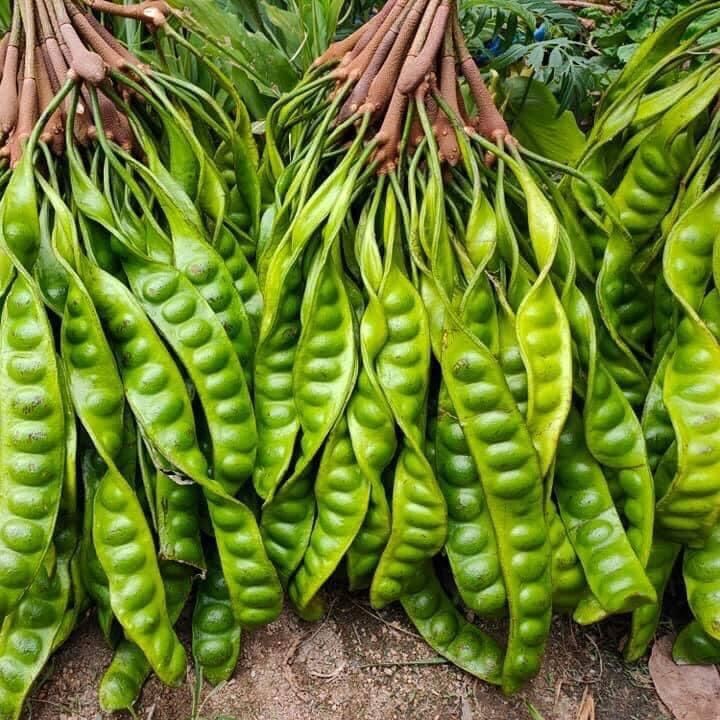 Petai