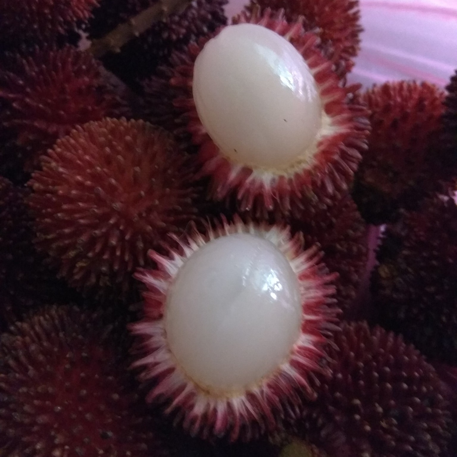 Pulasan