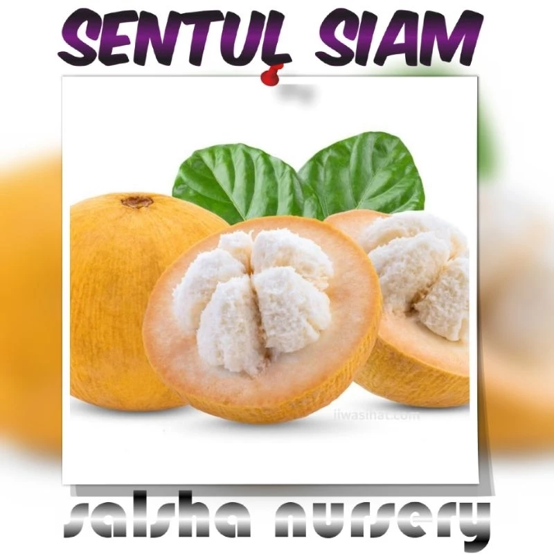 Anak Pokok Sentul